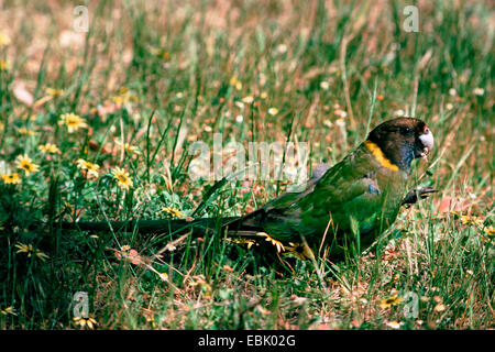 Port Lincoln parrot (Barnardius zonarius semitorquatus), assis dans l'herbe, de l'Australie Banque D'Images