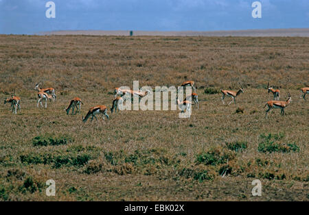 Thomson (Gazella thomsoni), le pâturage à Savannah, Kenya Banque D'Images