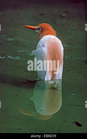 Héron garde-boeuf, buff-soutenu heron (Ardeola ibis, Bubulcus ibis), en plumage nuptial Banque D'Images