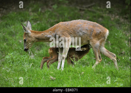 Le chevreuil (Capreolus capreolus), doe suckling , Allemagne Banque D'Images