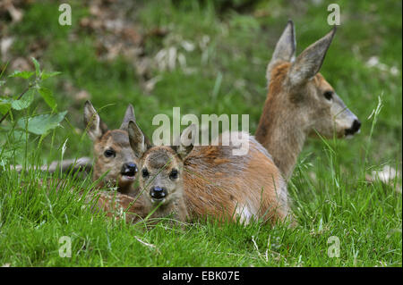 Le chevreuil (Capreolus capreolus), Doe avec deux faons couchée dans un pré, Allemagne Banque D'Images