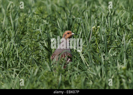 La perdrix grise (Perdix perdix), assis caché dans l'herbe haute d'une prairie, Allemagne Banque D'Images