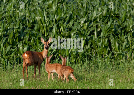 Le chevreuil (Capreolus capreolus), Doe et deux faons debout devant un champ de maïs, l'Allemagne, Schleswig-Holstein Banque D'Images