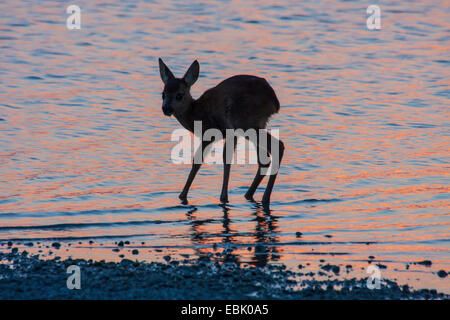 Le chevreuil (Capreolus capreolus), fauve de boire d'un lac dans la soirée, l'Autriche, Burgenland Banque D'Images