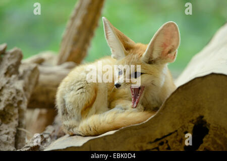 Fennec Fennecus zerda, fox (Vulpes zerda), le bâillement Banque D'Images