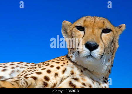 Le Guépard (Acinonyx jubatus), portrait d'une femme, Afrique du Sud Banque D'Images