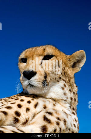 Le Guépard (Acinonyx jubatus), portrait et une femelle, Afrique du Sud Banque D'Images