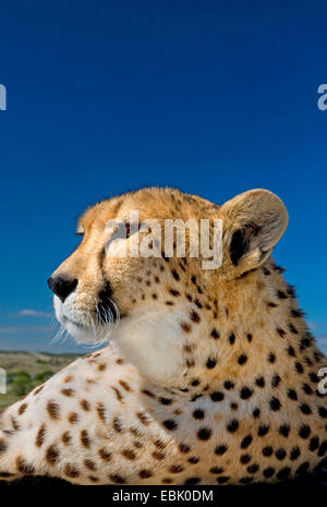 Le Guépard (Acinonyx jubatus), portrait d'une femme, Afrique du Sud Banque D'Images