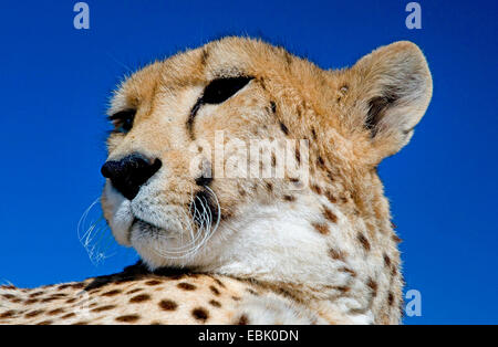 Le Guépard (Acinonyx jubatus), portrait d'une femme, Afrique du Sud Banque D'Images