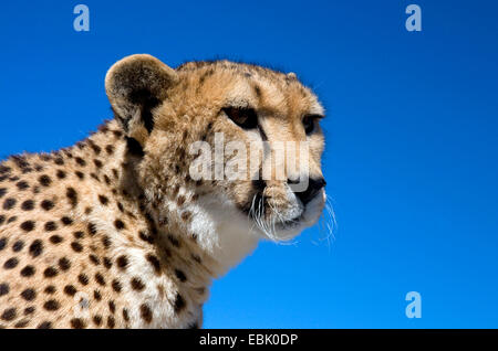 Le Guépard (Acinonyx jubatus), portrait d'une femme, Afrique du Sud Banque D'Images