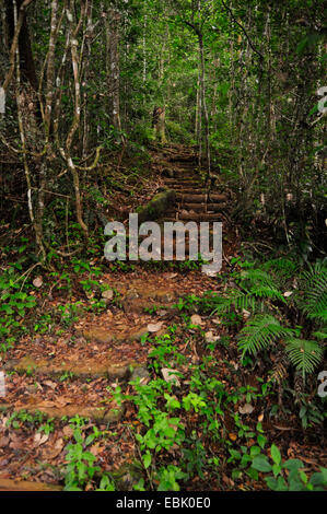 Sentier nature à travers la forêt tropicale, le Sri Lanka, Sinharaja Forest National Park Banque D'Images