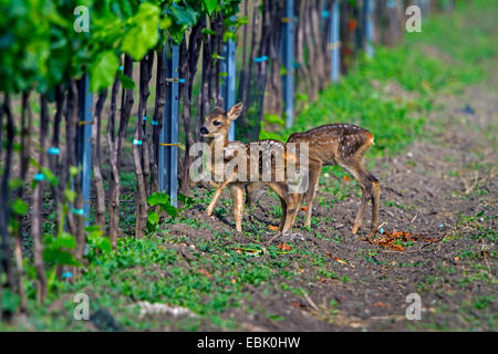 Le chevreuil (Capreolus capreolus), les faons dans un vignoble, l'Autriche, Burgenland Banque D'Images