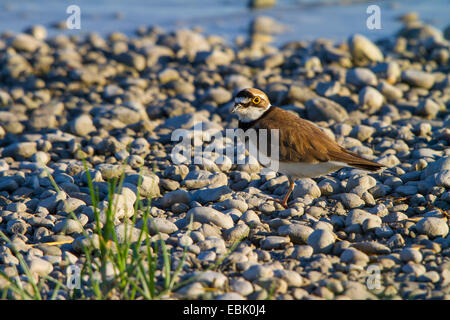 Petit Gravelot (Charadrius dubius), sur l'alimentation sur la rive de galets, l'Autriche, Burgenland Banque D'Images