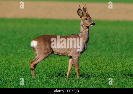 Le chevreuil (Capreolus capreolus), roe buck sur un champ de céréales, de l'Autriche Banque D'Images