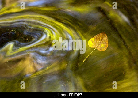 Feuille d'automne dans le tourbillon d'un ruisseau dans l'exposition de l'ampoule, l'Allemagne, la Saxe Banque D'Images