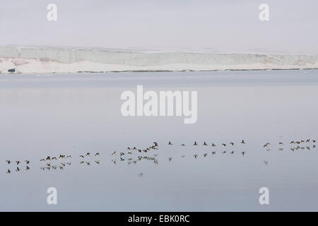 Bruennich's guillemot (Uria lomvia), les escadrons de Guillemots de Brünnich battant haut de falaises de nidification, de la Norvège, Svalbard Banque D'Images