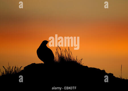 Le lagopède alpin, le poulet Neige (Lagopus mutus), comité permanent au coucher du soleil sur une colline, l'Islande, Snaefellsness Banque D'Images