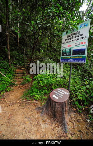 Mulawella sentier nature chemin à travers la forêt tropicale, le Sri Lanka, Sinharaja Forest National Park Banque D'Images