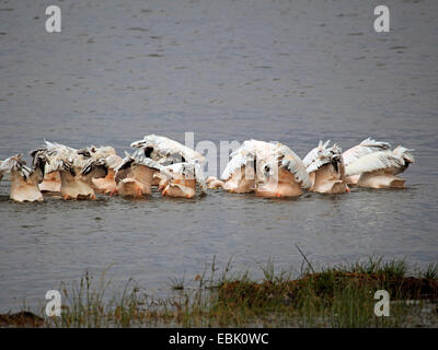 Le pélican blanc d'Amérique (Pelecanus onocrotalus), natation, barboteurs groupe Kenya, Parc National de Nakuru de lac Banque D'Images