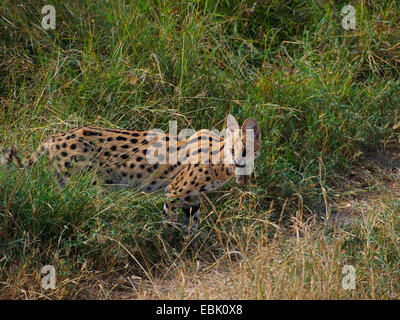 Serval (Leptailurus serval (Felis serval), debout dans les savanes avec souris pris dans sa bouche, Kenya, Masai Mara National Park Banque D'Images