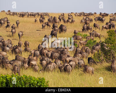 Le Gnou bleu, chat blanc, gnu-gnou barbu (Connochaetes taurinus), l'élevage dans les savanes, Kenya, Masai Mara National Park Banque D'Images