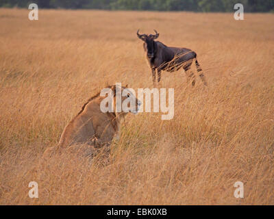 Lion (Panthera leo), lion et des gnous regarde l'un l'autre, Kenya, Masai Mara National Park Banque D'Images