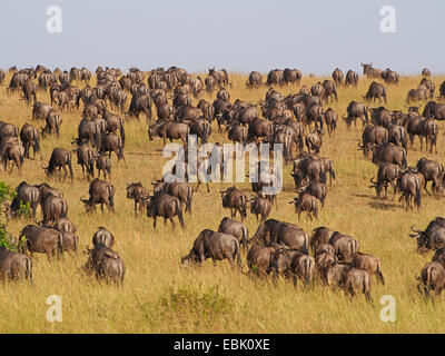 Le Gnou bleu, chat blanc, gnu-gnou barbu (Connochaetes taurinus), l'élevage dans les savanes, Kenya, Masai Mara National Park Banque D'Images