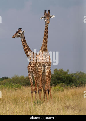 Les Masais Girafe (Giraffa camelopardalis tippelskirchi), deux girafes dans la savane, Kenya, Masai Mara National Park Banque D'Images