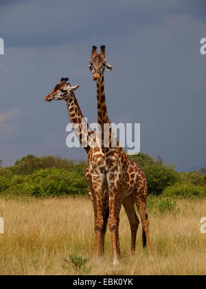 Les Masais Girafe (Giraffa camelopardalis tippelskirchi), deux girafes dans la savane, Kenya, Masai Mara National Park Banque D'Images