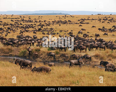 Le Gnou bleu, chat blanc, gnu-gnou barbu (Connochaetes taurinus), grazung troupeau dans les savanes, Kenya, Masai Mara National Park Banque D'Images