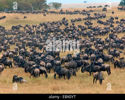 Le Gnou bleu, chat blanc, gnu-gnou barbu (Connochaetes taurinus), grazung troupeau dans les savanes, Kenya, Masai Mara National Park Banque D'Images