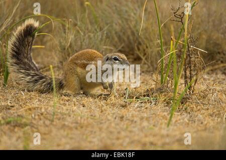 L'Afrique du Sud, Cape de spermophile du Columbia (Geosciurus inauris, HA83 inauris), assis sur le sol, l'Afrique du Sud, Eastern Cape, Mountain Zebra National Park Banque D'Images