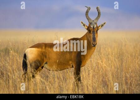 Bubale Alcelaphus buselaphus (rouge), debout dans la savane, Afrique du Sud, Eastern Cape, Mountain Zebra National Park Banque D'Images