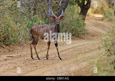 Nyala (Tragelaphus angasi), sur la route de gravier, Afrique du Sud, Kwazulu-Natal, Mkuze Game Reserve Banque D'Images