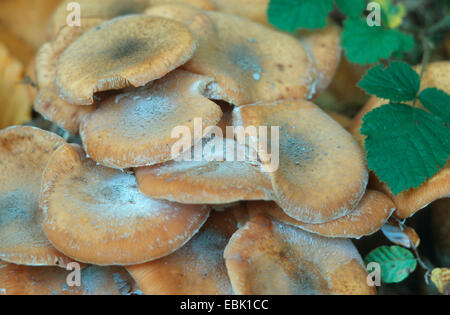 Miel foncé (champignon Armillaria ostoyae, Armillariella polymyces), des organes de fructification Banque D'Images