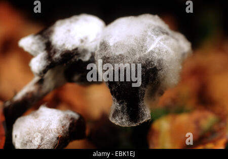 Champignon Armillaria mellea (miel), avec l'infection bei moule Banque D'Images