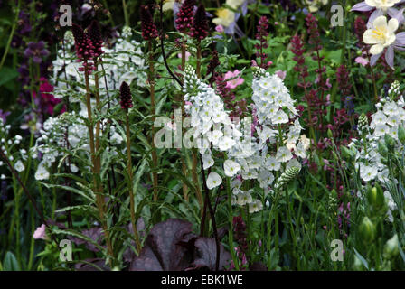 Jardin de la Cour, 'Moving On', Chelsea Flower Show 2007, Londres, Royaume-Uni. Banque D'Images