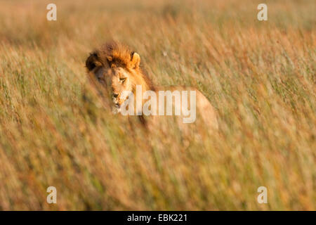 Lion (Panthera leo), homme couché sur l'herbe, Tanzanie, Serengeti NP Banque D'Images