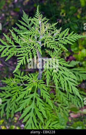 L'herbe à poux annuel, petite herbe à poux, herbe amère, herbe-porc, absinthe romaine (Ambrosia artemisiifolia), feuilles, Allemagne Banque D'Images