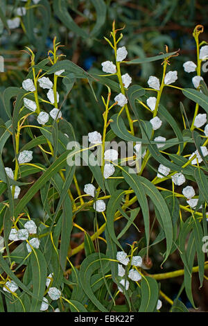 Blue gum de Tasmanie, Blue gum, le sud de l'Blue Gum (Eucalyptus globulus), les bourgeons Banque D'Images