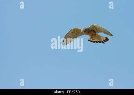 Faucon crécerelle (Falco tinnunculus), planant, Pays-Bas, Texel Banque D'Images