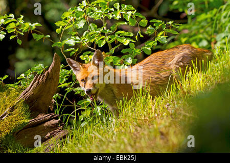 Le renard roux (Vulpes vulpes), à la recherche de nourriture, en Suisse, Sankt Gallen Banque D'Images