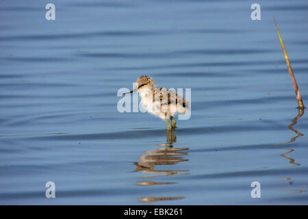 Avocette élégante (Recurvirostra avosetta), squeaker dans l'eau, l'Autriche, Burgenland, le parc national de Neusiedler See Banque D'Images