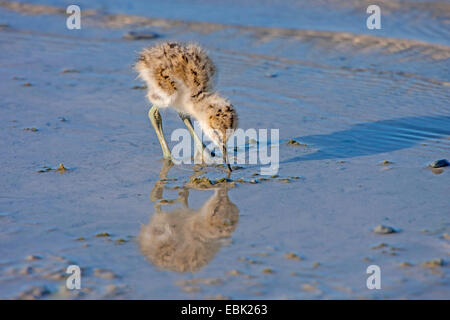 Avocette élégante (Recurvirostra avosetta), squeaker sur l'alimentation en eau, l'Autriche, Burgenland, le parc national de Neusiedler See Banque D'Images