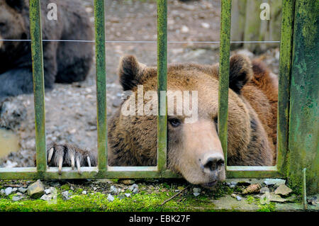 Ours brun (Ursus arctos), dans une cage Banque D'Images