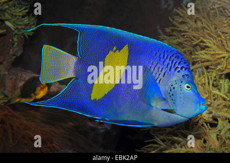 Arabian angelfish Pomacanthus asfur Euxiphipops (, asfur, Arusetta asfur), au reef Banque D'Images