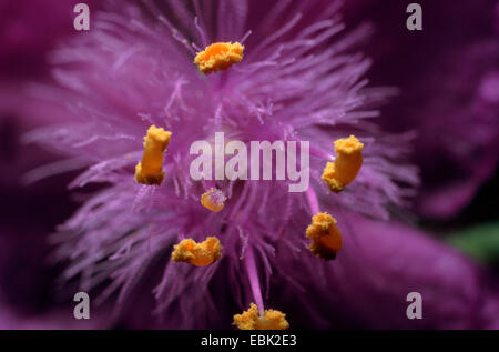 Tradescantie de Virginie (Tradescantia virginiana), macroshot d'une fleur Banque D'Images