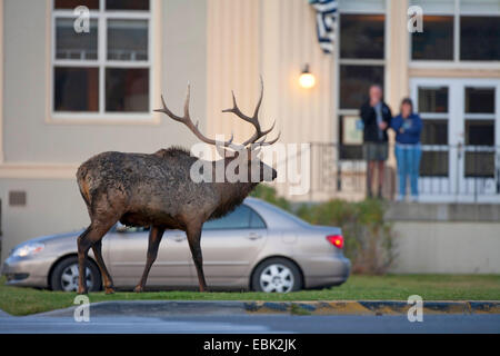 Wapiti, le wapiti (Cervus elaphus canadensis, Cervus canadensis), l'orniérage bull elk marcher sur la rue en ville, USA, Wyoming, Yellowstone National Park, Mammoth Hot Springs Banque D'Images