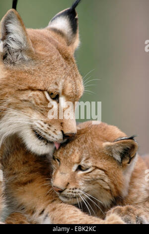 Le lynx eurasien (Lynx lynx), la mère et son bébé à soin de fourrure Banque D'Images