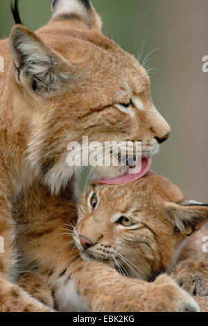 Le lynx eurasien (Lynx lynx), la mère et son bébé à soin de fourrure Banque D'Images